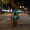 Light Up Dog Harness Rechargeable LED Dog Harness No Pull Lighted Dog Vest with Handle for Small/Medium/Large Dogs